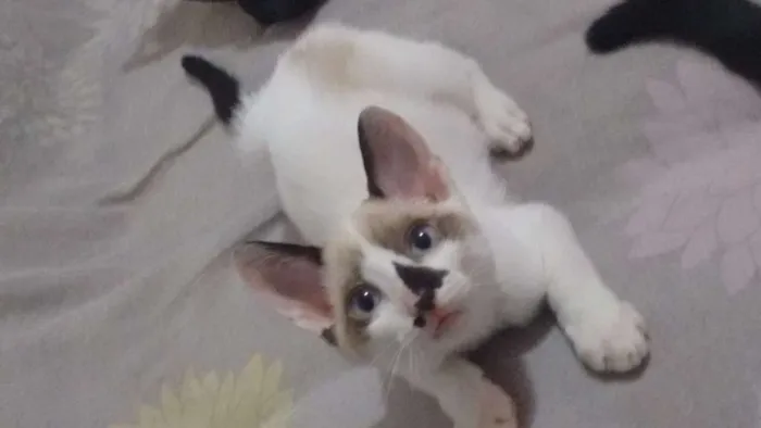 Gato ra a SRD idade 2 a 6 meses nome Branquinhos