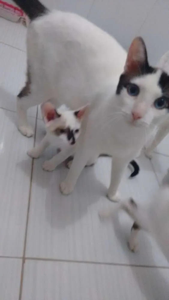 Gato ra a SRD idade 2 a 6 meses nome Branquinhos