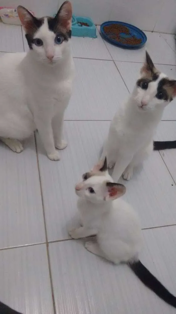 Gato ra a SRD idade 2 a 6 meses nome Branquinhos