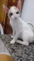 Branquinhos