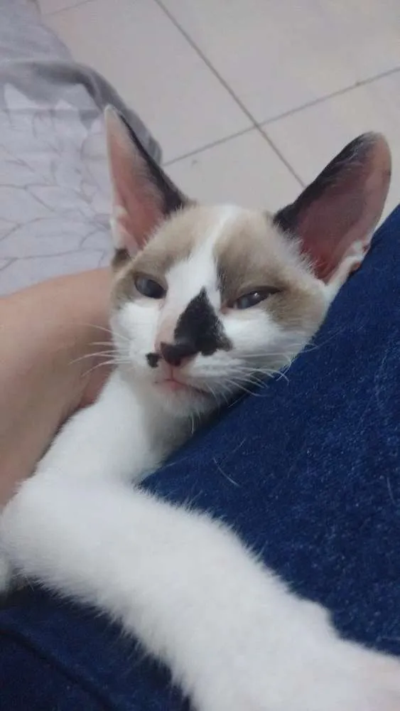 Gato ra a SRD idade 2 a 6 meses nome Branquinhos