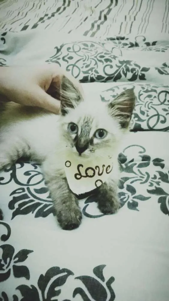 Gato raça  idade 2 a 6 meses nome Leona