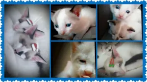 Gato raça SRD idade 2 a 6 meses nome Branquinhos