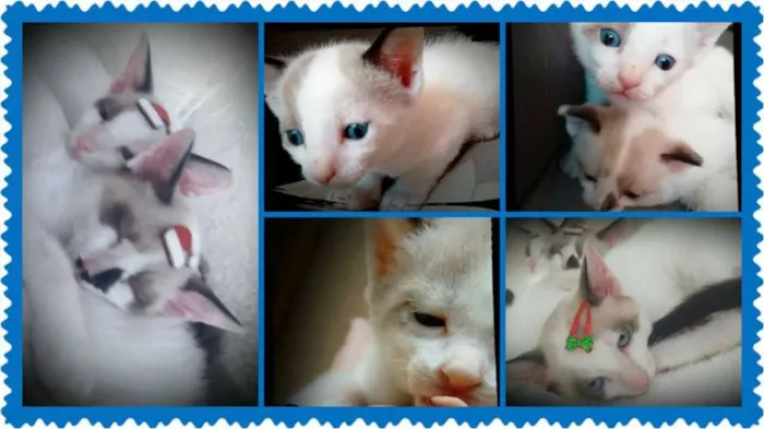 Gato ra a SRD idade 2 a 6 meses nome Branquinhos