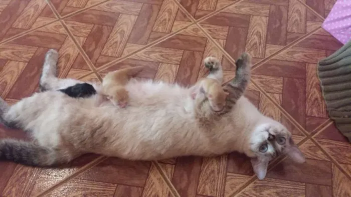 Gato raça  idade Abaixo de 2 meses nome Ainda sem nome