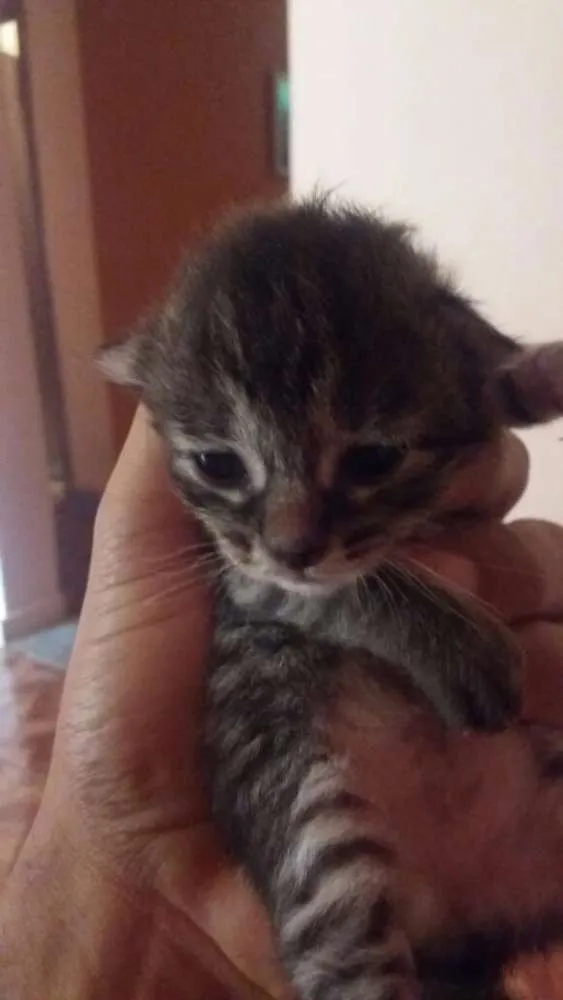 Gato raça  idade Abaixo de 2 meses nome Ainda sem nome