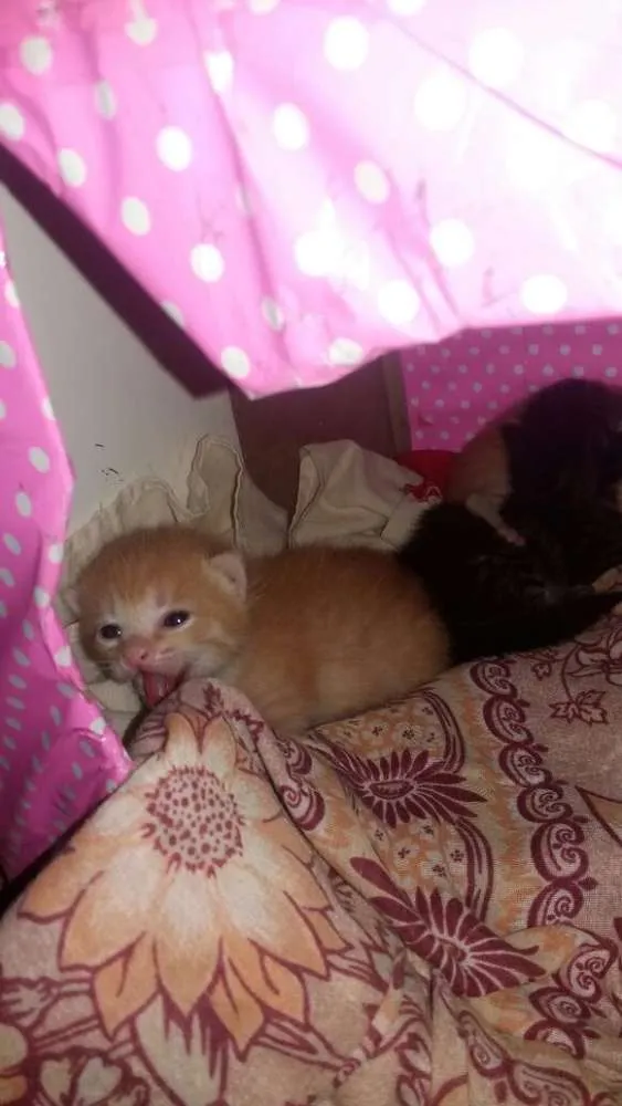 Gato raça  idade Abaixo de 2 meses nome Ainda sem nome