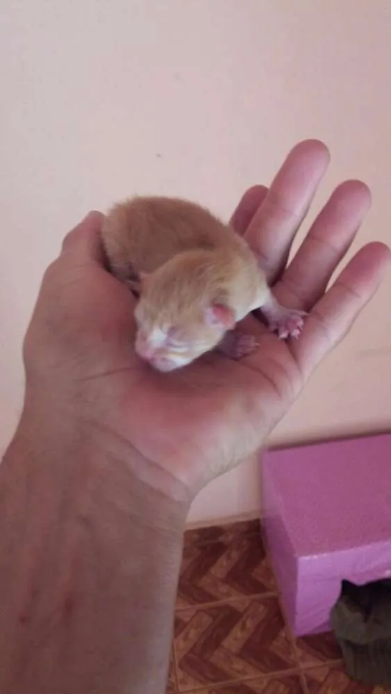 Gato raça  idade Abaixo de 2 meses nome Ainda sem nome