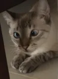 Greta