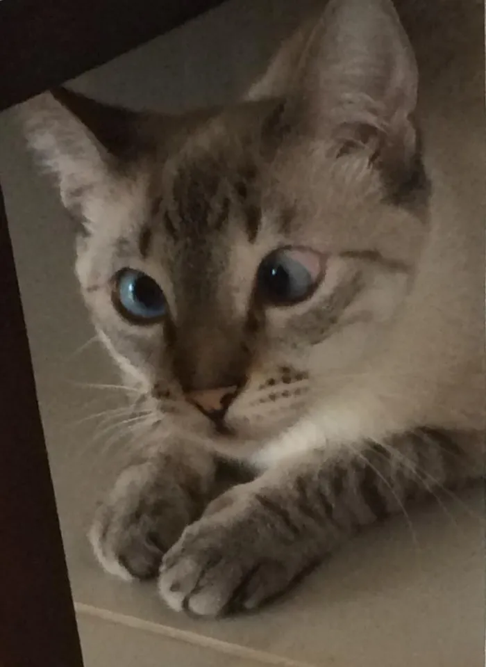 Gato ra a SRD idade 1 ano nome Greta