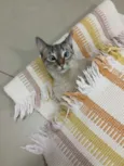 Greta