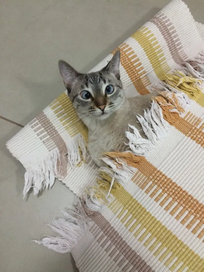 Gato ra a SRD idade 1 ano nome Greta