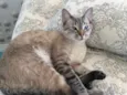 Greta