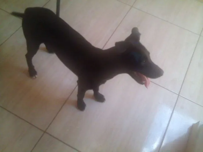 Cachorro ra a Não Sei idade 2 a 6 meses nome Dori