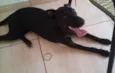 Dori