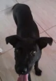 Dori