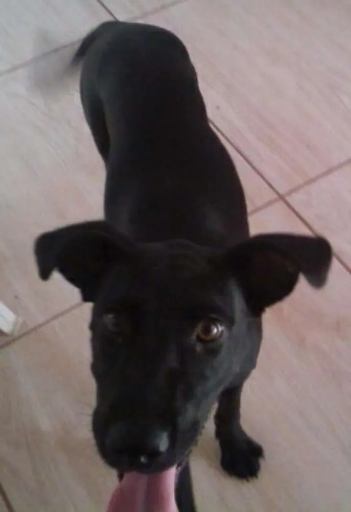 Cachorro ra a Não Sei idade 2 a 6 meses nome Dori