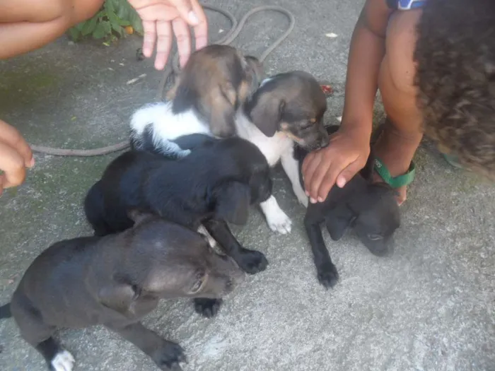 Cachorro ra a Vira lata idade Abaixo de 2 meses nome Sem nome