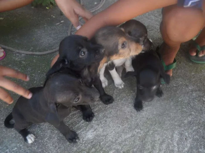 Cachorro ra a Vira lata idade Abaixo de 2 meses nome Sem nome