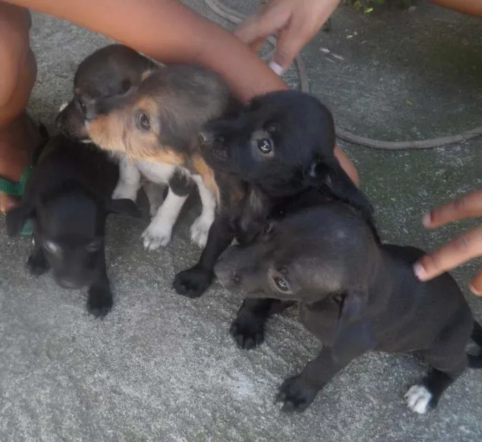 Cachorro ra a Vira lata idade Abaixo de 2 meses nome Sem nome