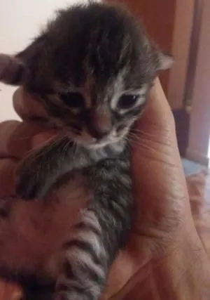 Gato raça  idade Abaixo de 2 meses nome Ainda sem nome