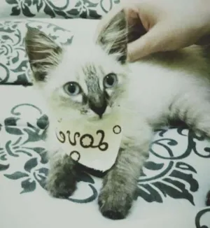 Gato raça  idade 2 a 6 meses nome Leona