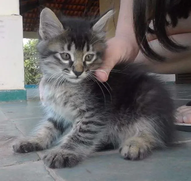 Gato ra a  idade 2 a 6 meses nome Não tem nome 