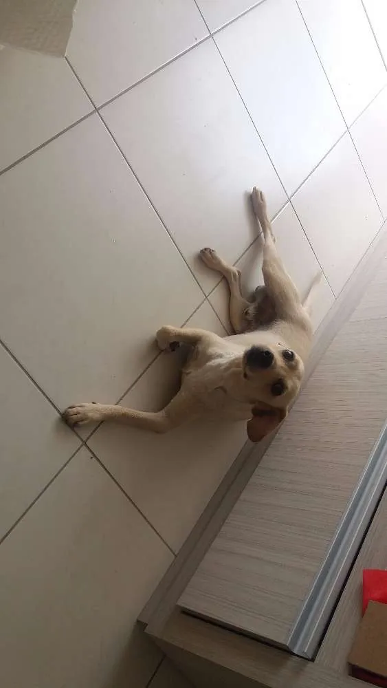 Cachorro ra a MINI LABRADOR idade 2 anos nome ROQUE