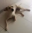 ROQUE
