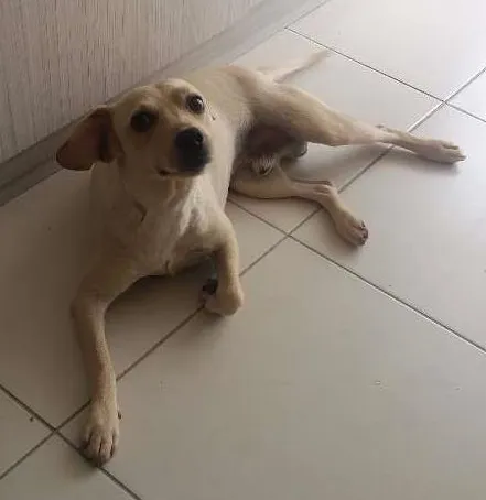 Cachorro ra a MINI LABRADOR idade 2 anos nome ROQUE