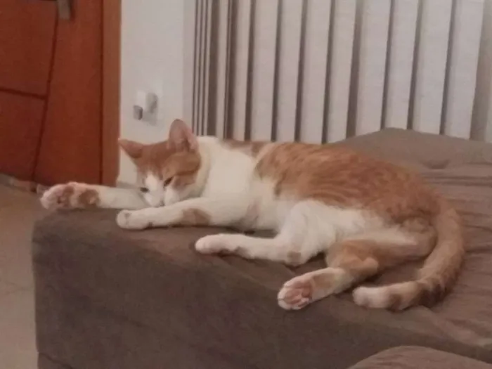 Gato ra a Sem Raça Definida idade 1 ano nome Ferruge