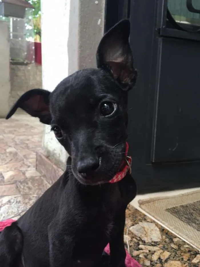 Cachorro raça Vira-Lata idade 2 a 6 meses nome Bolinha