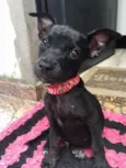 Bolinha