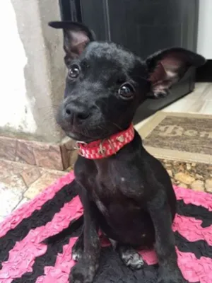 Cachorro raça Vira-Lata idade 2 a 6 meses nome Bolinha