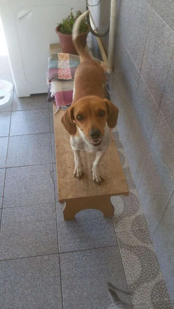 Cachorro ra a Vira lata idade 3 anos nome Sem nome