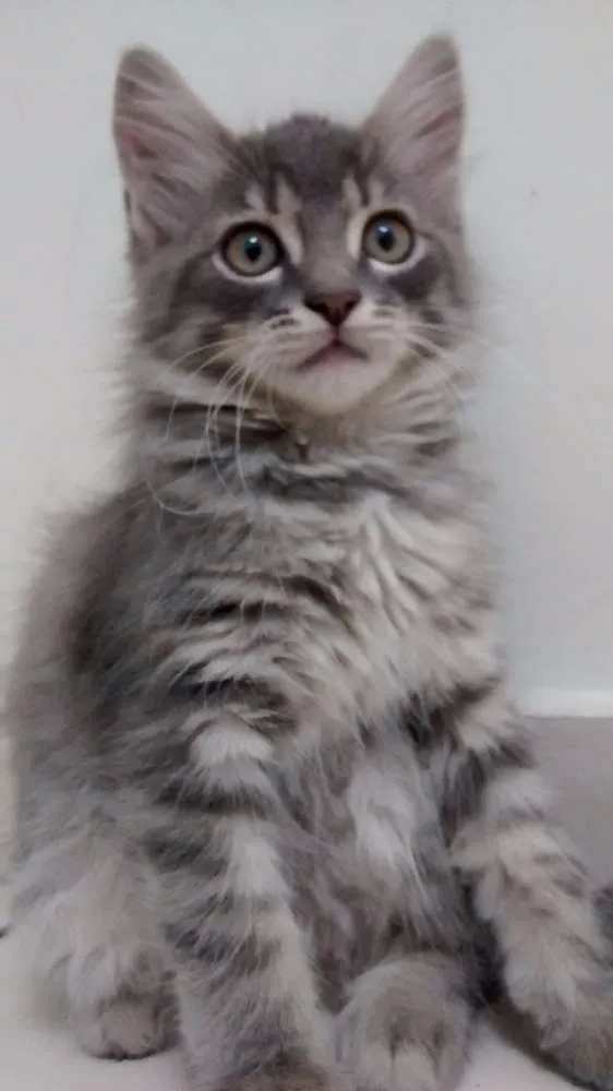 Gato ra a idade 2 a 6 meses nome Sem Nome