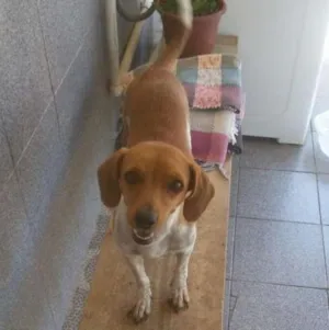 Cachorro raça Vira lata idade 3 anos nome Sem nome