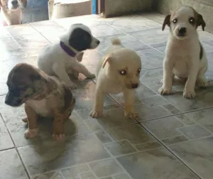 Cachorro raça  idade Abaixo de 2 meses nome sem nome