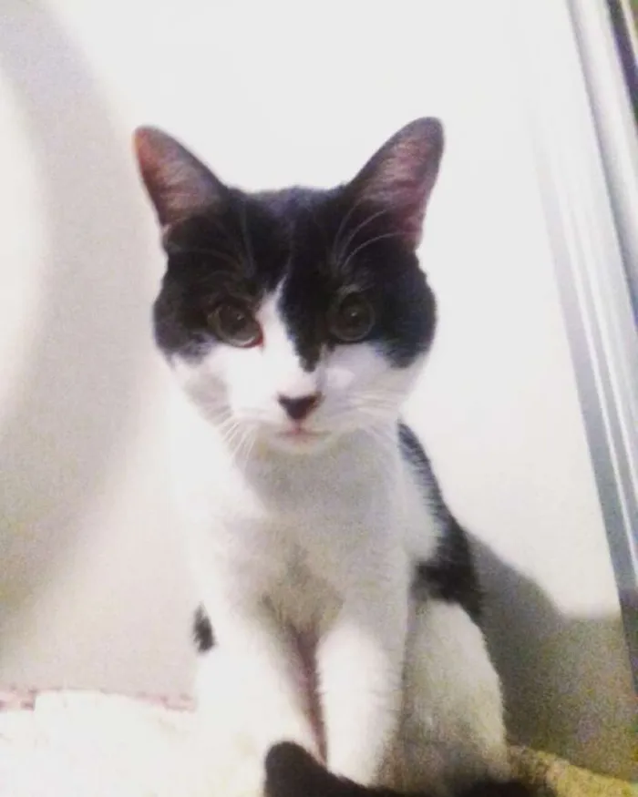 Gato ra a SRD idade 4 anos nome Alfredo