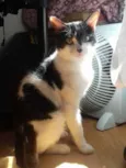 Alfredo