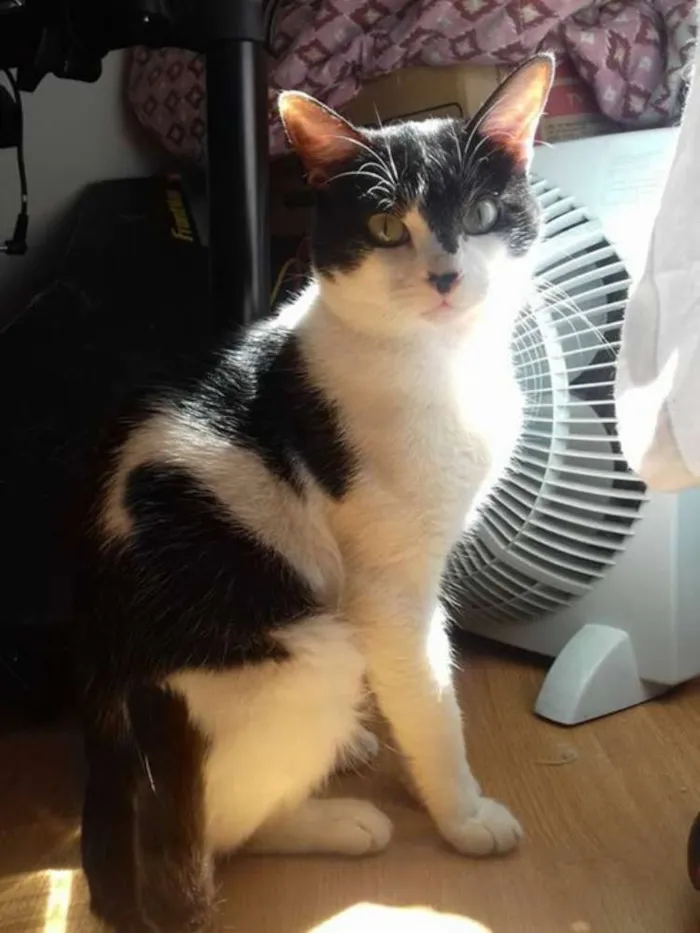 Gato ra a SRD idade 4 anos nome Alfredo