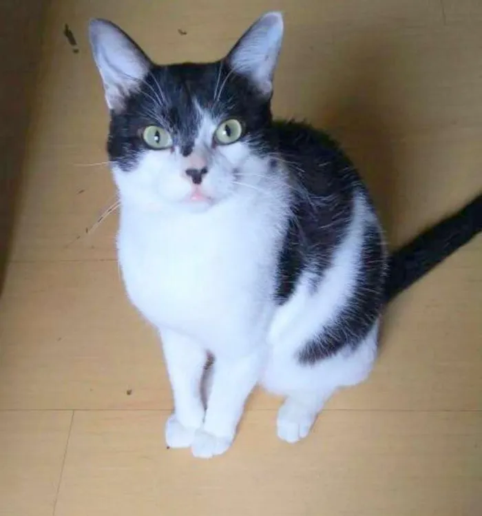 Gato ra a SRD idade 4 anos nome Alfredo