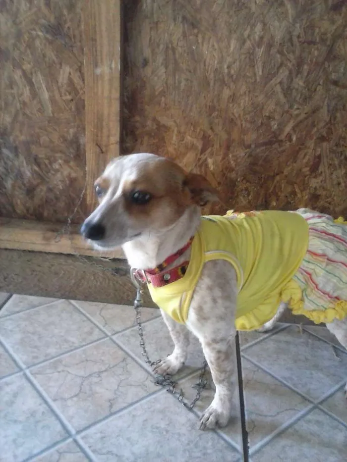 Cachorro ra a Pincher idade 1 ano nome Belle