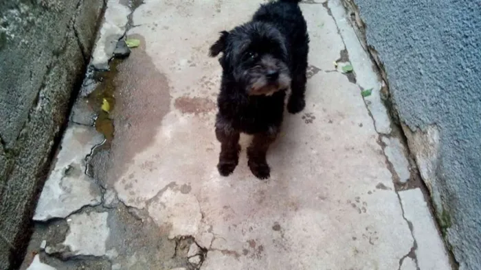 Cachorro ra a lhasa apso idade 5 anos nome Dick