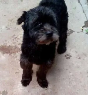 Cachorro raça lhasa apso idade 5 anos nome Dick