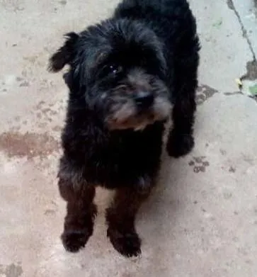 Cachorro ra a lhasa apso idade 5 anos nome Dick