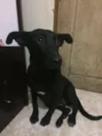 Pretinha