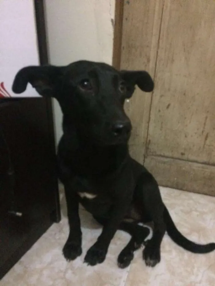 Cachorro raça sem raça definida idade 2 a 6 meses nome Pretinha