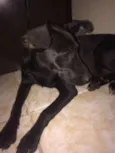 Pretinha