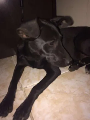 Cachorro raça sem raça definida idade 2 a 6 meses nome Pretinha